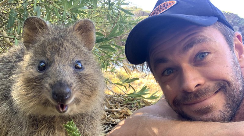 quokka