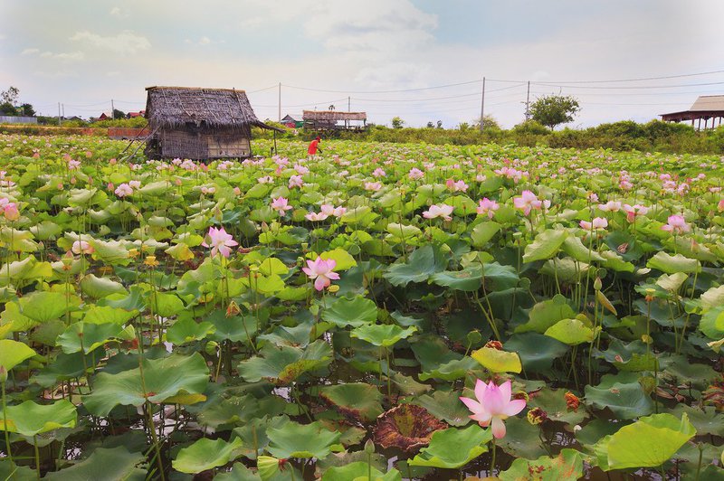 lotus_farm_blog