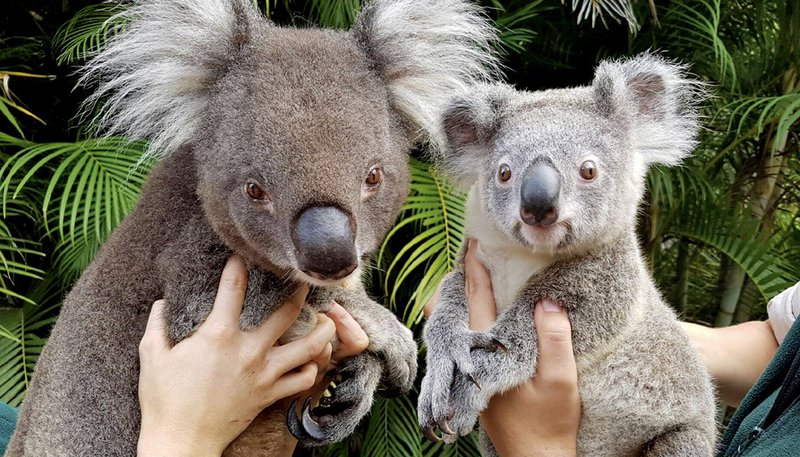 Australia Zoo