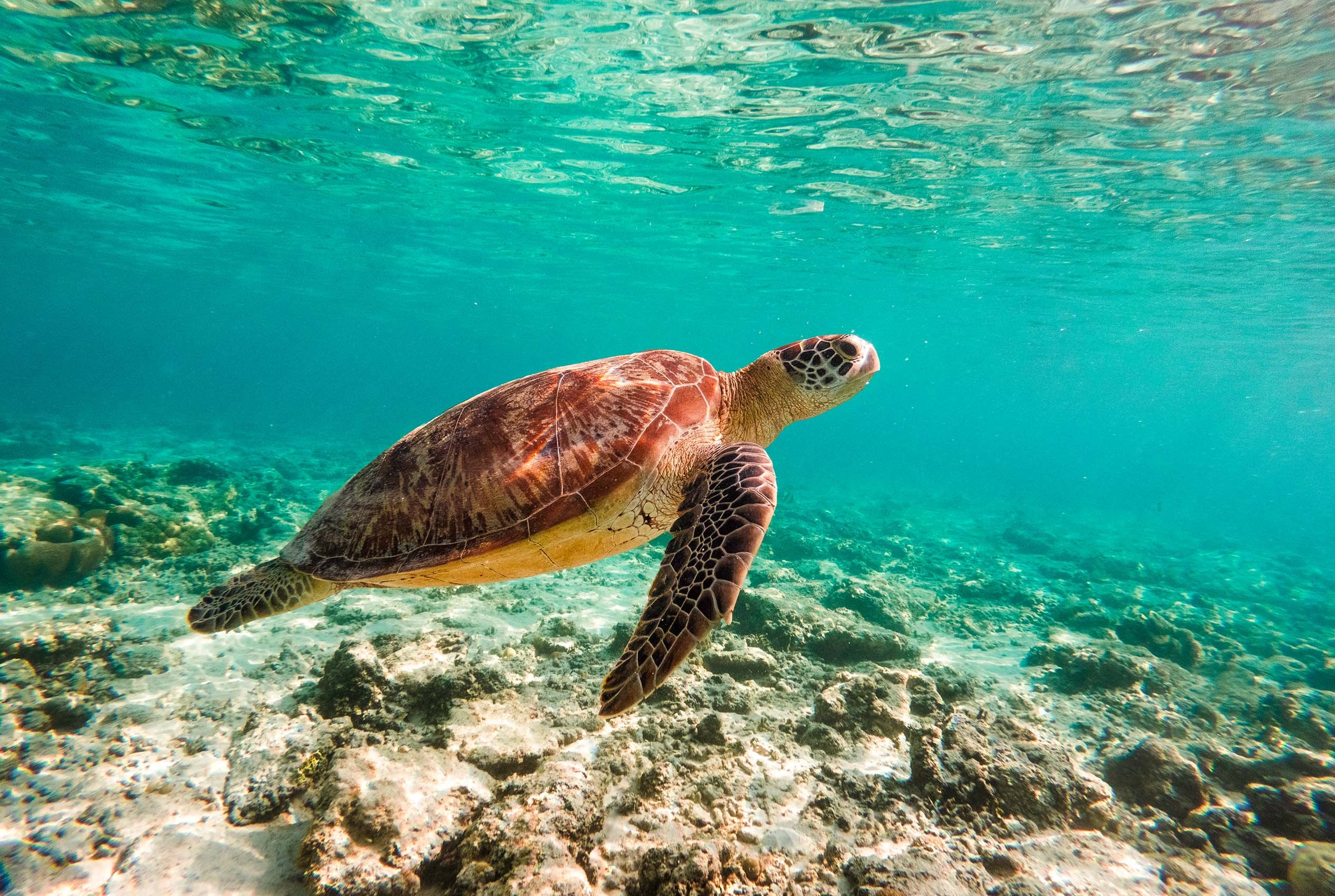 Bali_gili_turtles