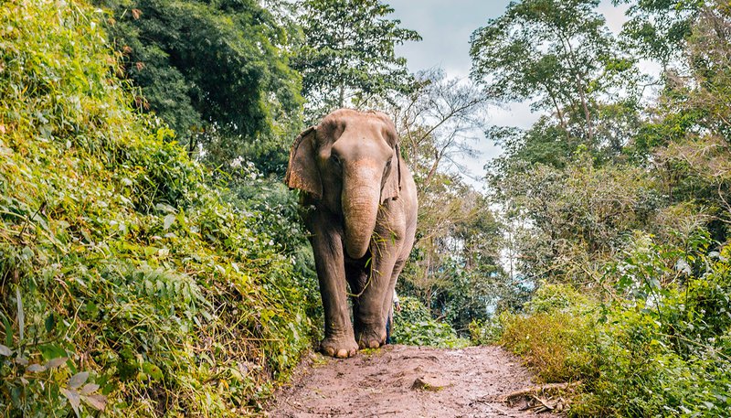 Thai Intro 18 Day Elephant Sanctuary Day 17