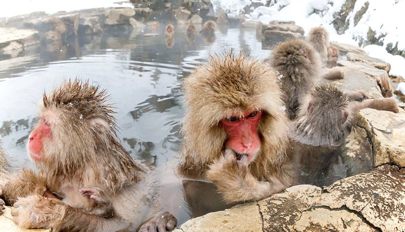 Japan Day 5 Snow Monkeys