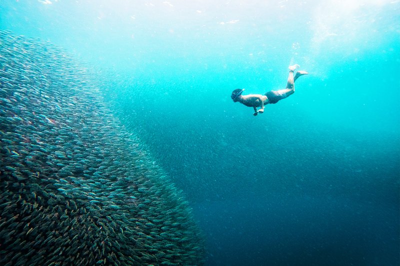 MoalBoal Sardine Run