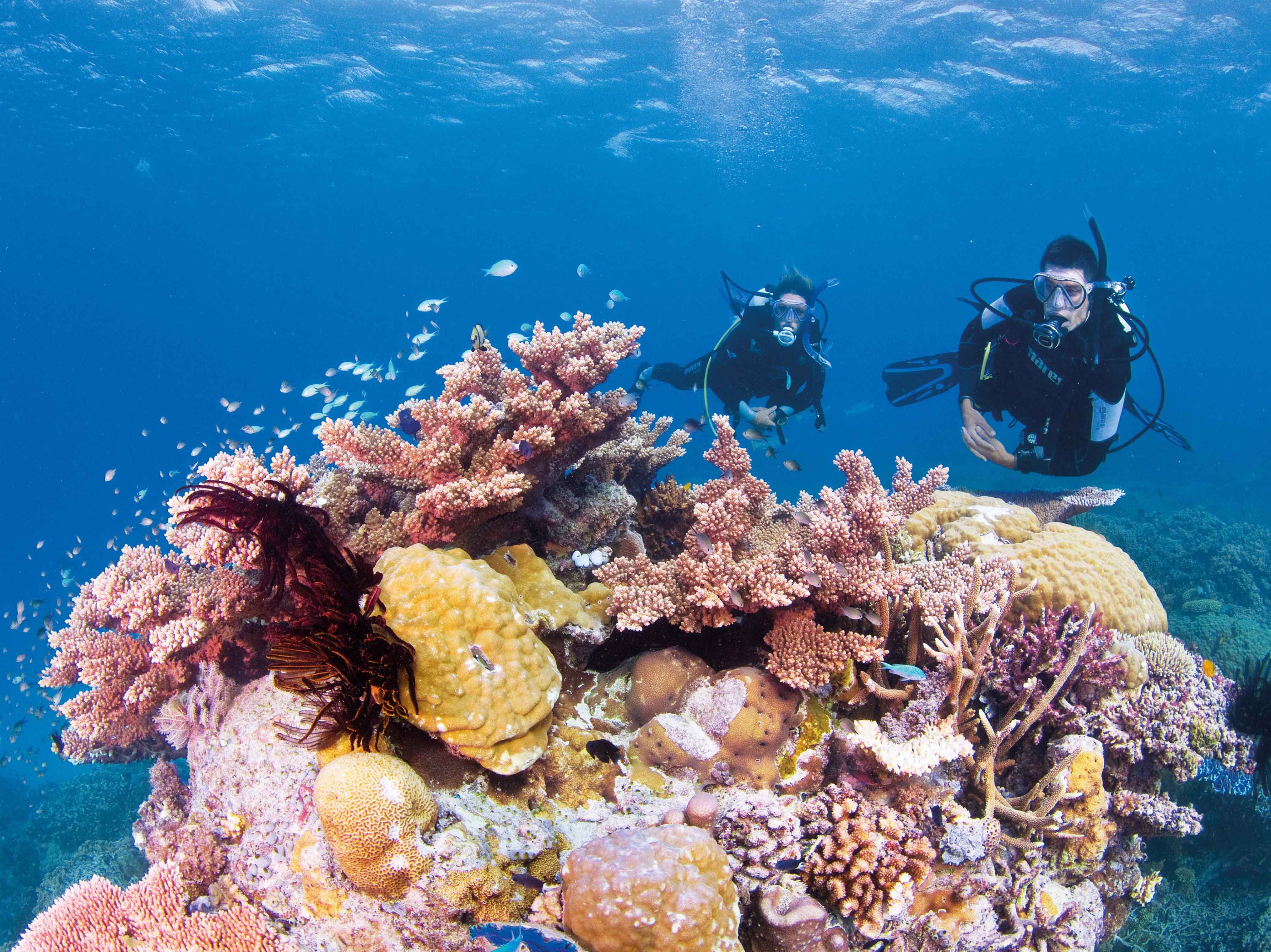 ScubaDiving_Coral