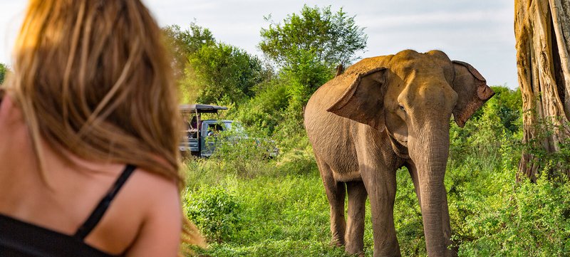 Sri Lanka Elephants on Safari