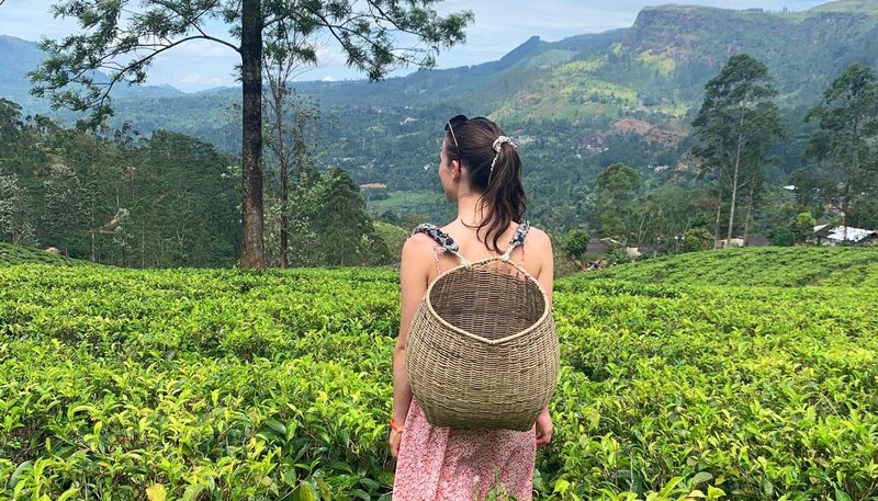 Sri Lanka Tea Plantations