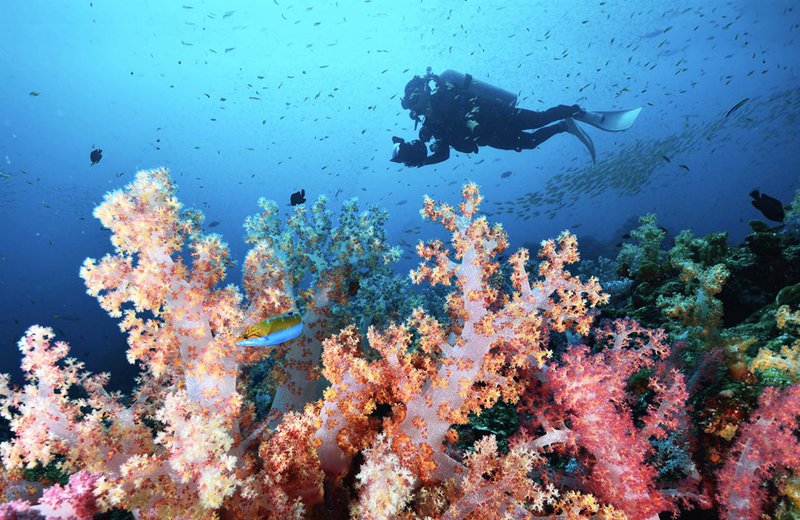 Thai Intro + Dive Desktop