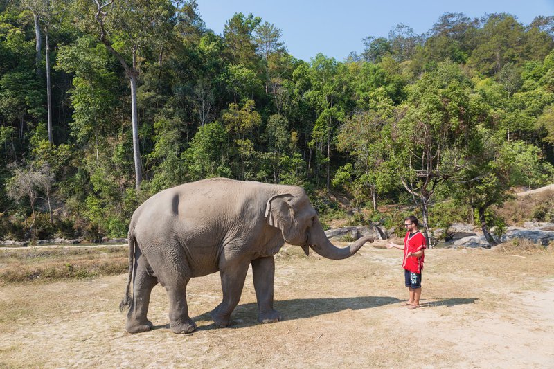 ChiangMai_Elephants_blog.jpeg