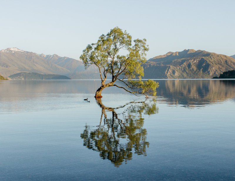 Wanaka Tree New Zealand South