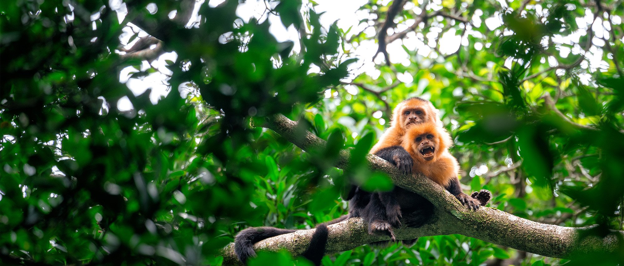 Wildlife(TourStyles-Desktop-Destination-Hero)