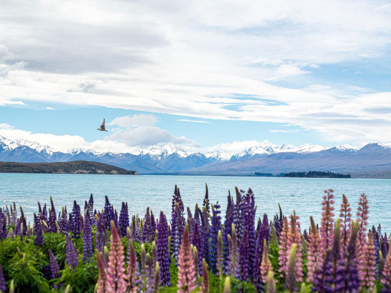 Tekapo