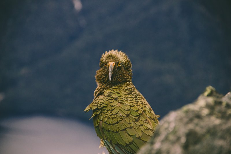 Kea New Zealand