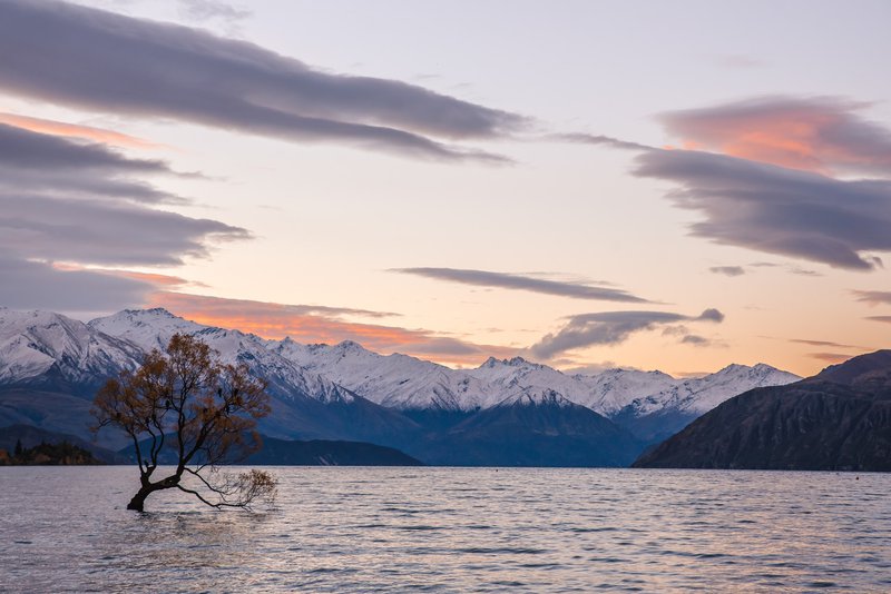 Wanaka Tree New Zealand