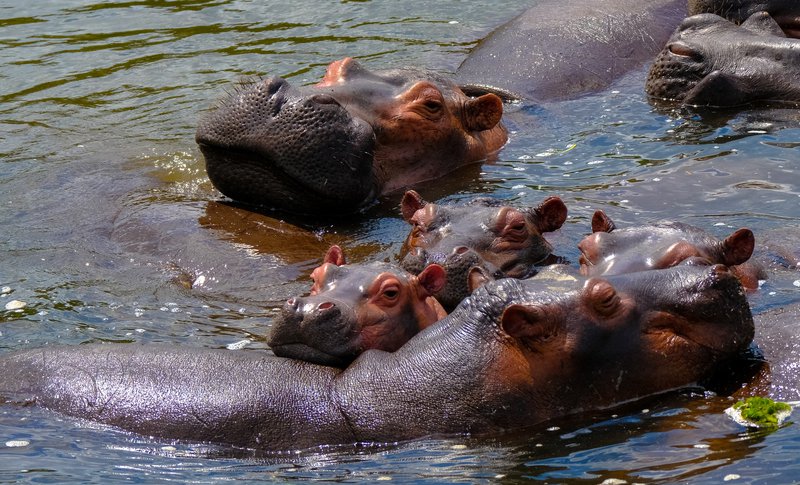 Hippo_Blog