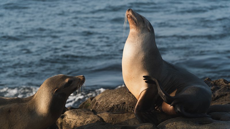 Sea Lions