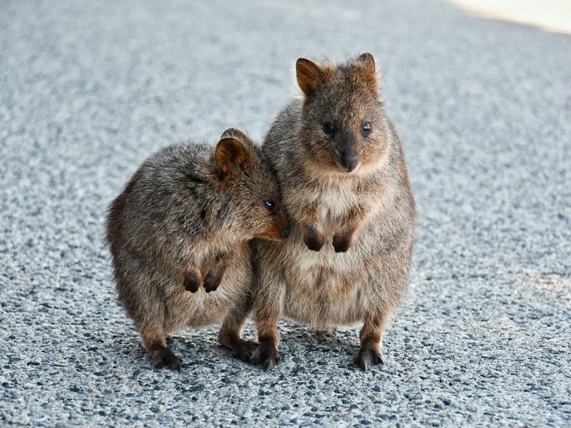 Quokka_Blog