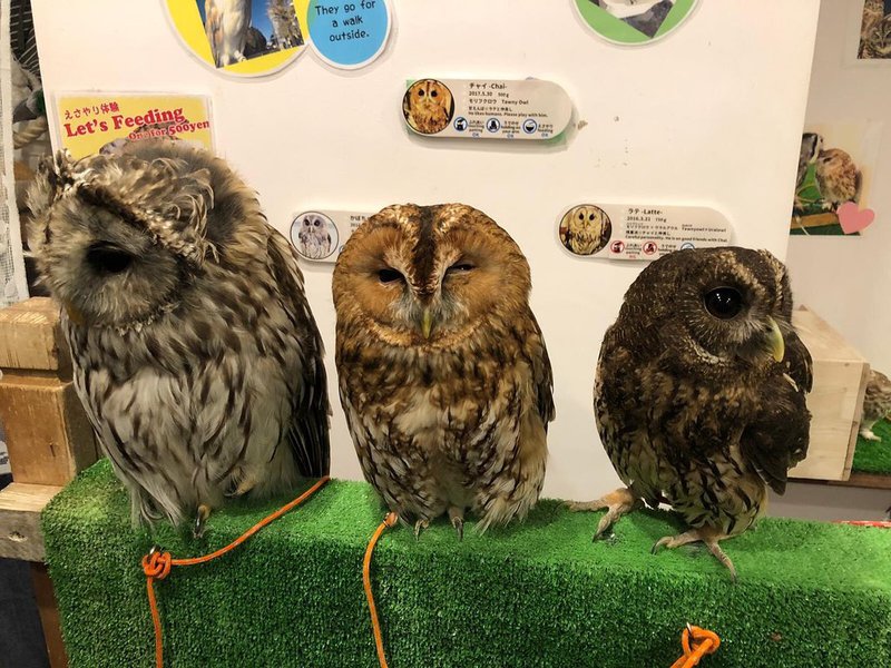 Owl Cafe Japan
