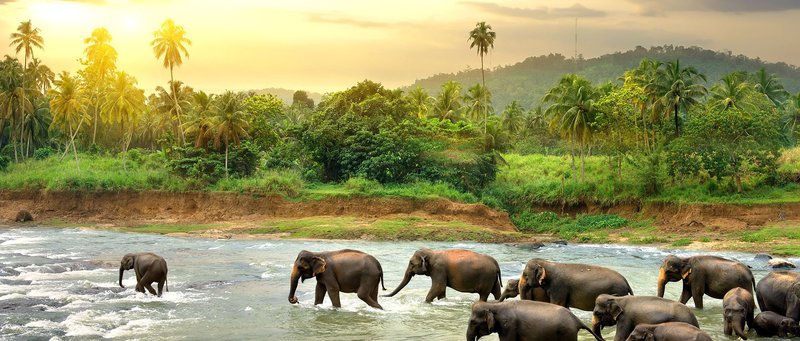 Intro Travel Sri Lanka Experience Herd Of Elephants In Udawalawe National Park Safari