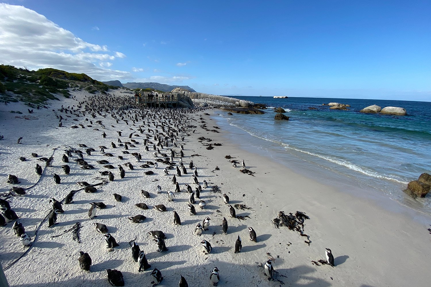 Boulders Beach Penguins